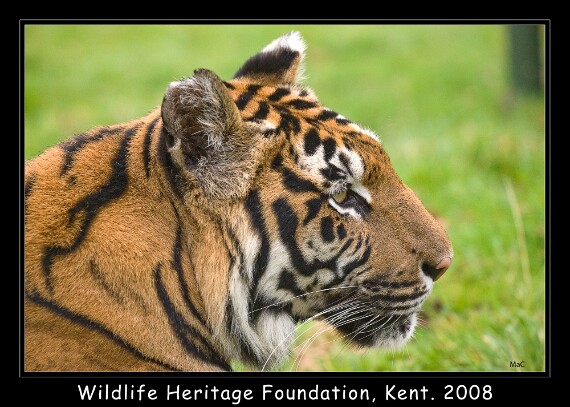 IMG_7034 EOS-1D Mark III copy