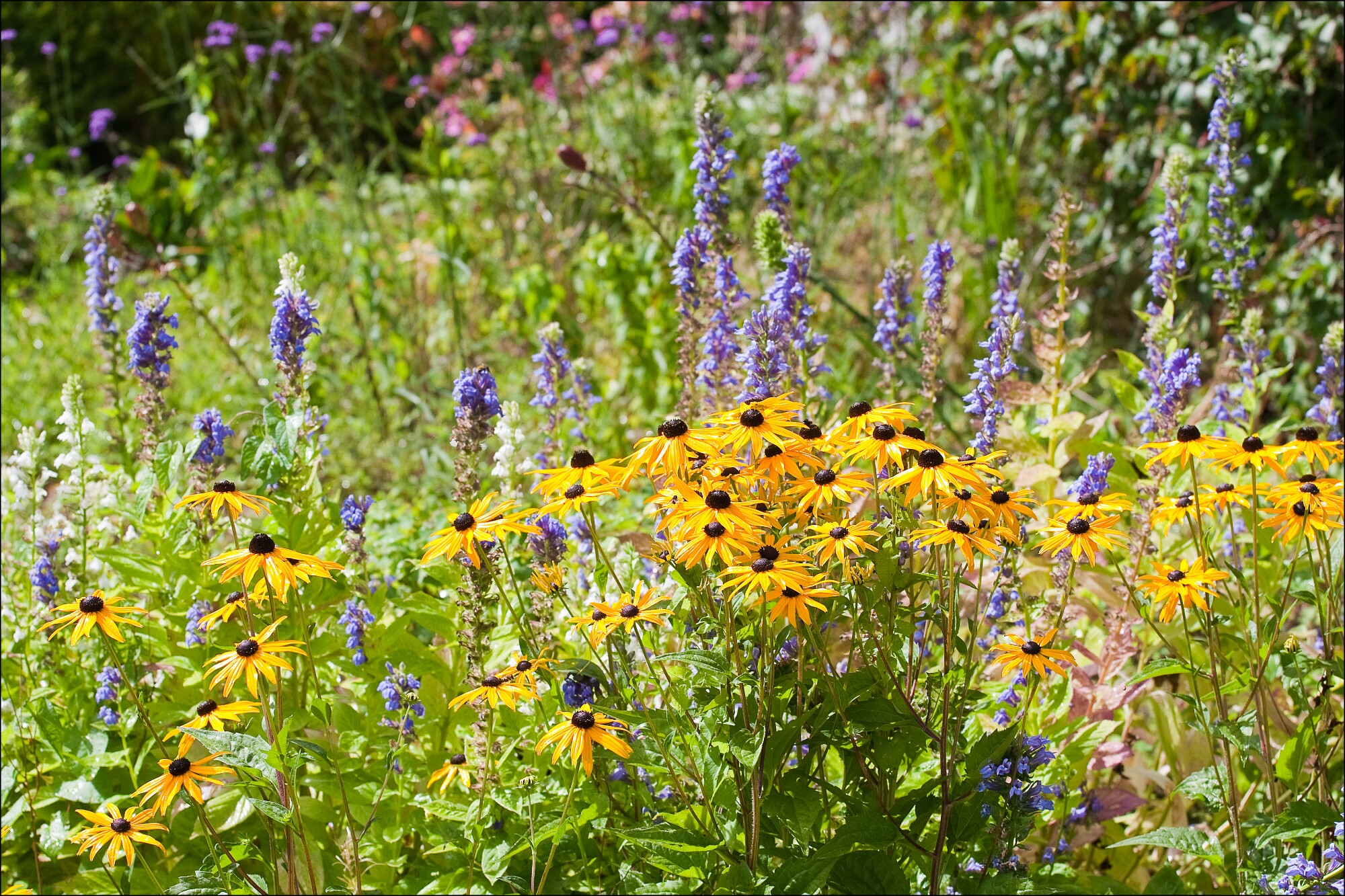 IMG_2204 EOS-1D Mark III copy.jpg