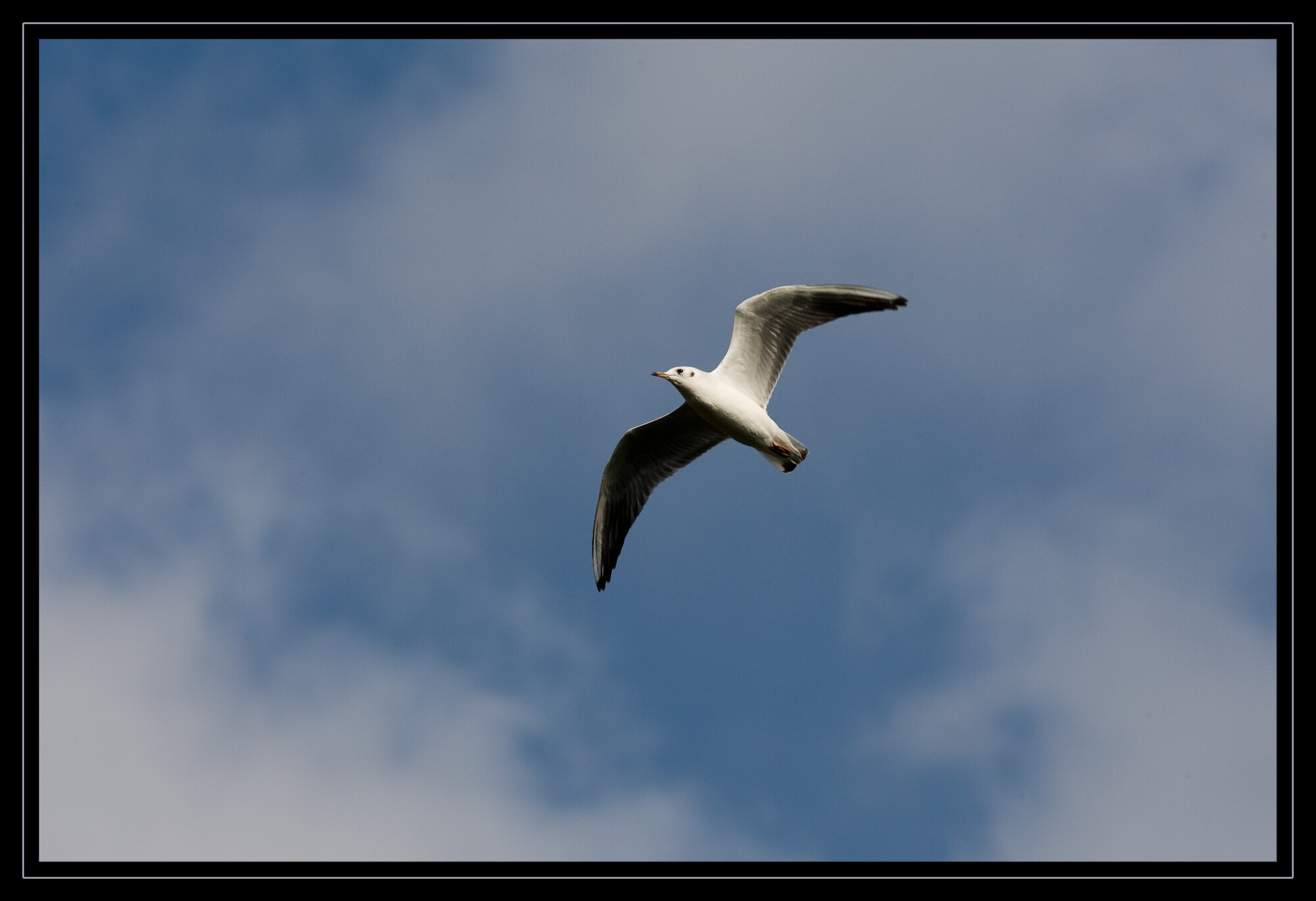 IMG_3907 EOS-1D Mark III.jpg