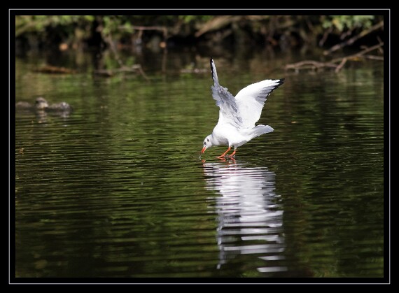 IMG_3973 EOS-1D Mark III