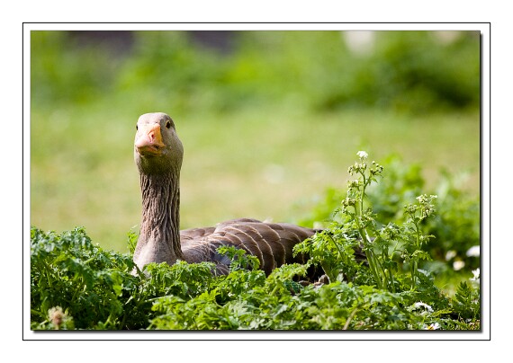 IMG_6786 5D